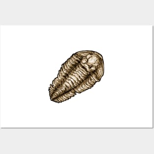 Calymene Trilobite Fossil Sticker Posters and Art